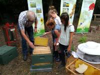 Bienenkunde mit dem Imker